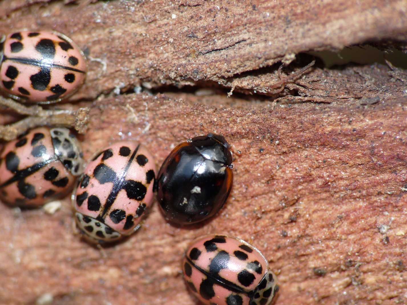 Coccinelle non lo so ma credo Oenopia conglobata nera